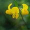 Lotier corniculé ( Lotus corniculatus - FAJ3 )