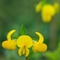 Lotier corniculé ( Lotus corniculatus - FAJ1 )