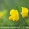 Lotier corniculé ( Lotus corniculatus - FAJ2 )