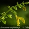 Sauge Glutineuse ( Salvia glutinosa - FAJ9)