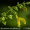 Sauge Glutineuse ( Salvia glutinosa - FAJ9)