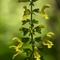 Sauge Glutineuse ( Salvia glutinosa - FAJ10)
