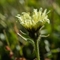 Epervière fausse chicorée ( Hieracium intybaceum - FAJ2 )