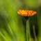 Crépide Orangée ( Crepis aurea - FAJ1 )