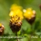 Trèfle brun  (Trifolium badium - FAJ2)
