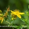 Millepertuis taché ( Hypericum maculatum - FAJ3 )