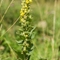 Bouillon blanc ( Verbascum thapsus - FAJ1 )