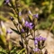 Gentiane Champêtre ( Gentiana campestris - FAR8)