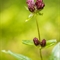 Gentiane Pourpre (Gentiana purpurea - FAR7 )