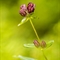 Gentiane Pourpre (Gentiana purpurea - FAR6 )