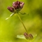 Gentiane Pourpre (Gentiana purpurea - FAR5 )