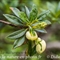 Rhododendron Ferrugineux - Fruit ( Rhododendron ferrugineum - FAR7 )