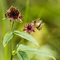 Potentille des Marais ( Comarum palustre - Potentilla palustris - FAR8 )