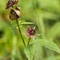 Potentille des Marais ( Comarum palustre - Potentilla palustris- FAR7 )