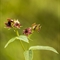 Potentille des Marais ( Comarum palustre - Potentilla palustris - FAR1 )