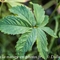 Potentille des Marais ( Comarum palustre - Potentilla palustris - FAR3 )