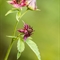 Potentille des Marais ( Comarum palustre - Potentilla palustris - FAR5 )