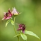 Potentille des Marais ( Comarum palustre - Potentilla palustris - FAR4 )