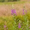 Epilobe à Feuilles Etroites ( Epilobium angustifolium - FAR6)