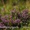 Callune commune ( Calluna vulgaris - FAR3)