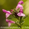 Pédiculaire de Kerner ( Pedicularis kerneri - FAR4 )