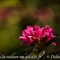 Rhododendron Ferrugineux ( Rhododendron ferrugineum - FAR3)