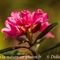 Rhododendron Ferrugineux ( Rhododendron ferrugineum - FAR4 )