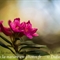 Rhododendron Ferrugineux ( Rhododendron ferrugineum - FAR6 )