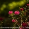 Rhododendron Ferrugineux ( Rhododendron ferrugineum - FAR1 )