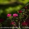 Rhododendron Ferrugineux ( Rhododendron ferrugineum - FAR5 )