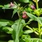 Impatiente Glanduleuse ( Impatiens glandulifera - FAR1 )