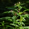 Impatiente Glanduleuse ( Impatiens glandulifera - FAR2 )