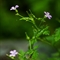 Géranium Herbe à Robert ( Geranium robertianum subsp. robertianum - FAJ3 )