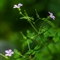 Géranium Herbe à Robert ( Geranium robertianum subsp. robertianum - FAJ1 )