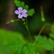 Géranium Herbe à Robert ( Geranium robertianum subsp. robertianum - FAJ2 )