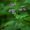 Calament à Grandes Fleurs  ( Clinopodium grandiflorum - FAR1 )