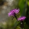 Centaurée Jacée ( Centaurea jacea subsp. jacea - FAR1 )