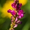 Sainfoin Montagnard ( Onobrychis montana - FAR1 )