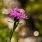 Centaurée Jacée ( Centaurea jacea subsp. jacea - FAR3 )