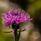 Centaurée Jacée ( Centaurea jacea subsp. jacea - FAR2 )