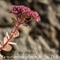 Orpin des Infidèles ( Sedum anacampseros - FAR2)