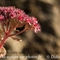 Orpin des Infidèles ( Sedum anacampseros - FAR5)