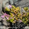 Callune commune ( Calluna vulgaris - FAR8)