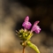 Galéopsis à feuilles étroites (Galéopsis angustifolia - FAR5)