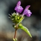 Galéopsis à feuilles étroites (Galéopsis angustifolia - FAR4)