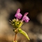 Galéopsis à feuilles étroites (Galéopsis angustifolia - FAR3)