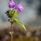 Galéopsis à feuilles étroites (Galéopsis angustifolia - FAR2)