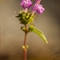 Galéopsis à feuilles étroites (Galéopsis angustifolia - FAR1)