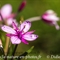 Epilobe de Fleischer ( Epilobium fleischeri - FAR2 )