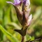 Gentiane Champêtre ( Gentiana campestris - FAR6)